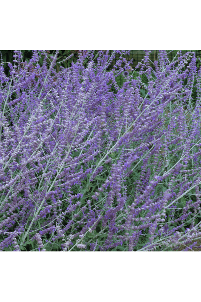 Перовскія лебедолиста Блю Спайр